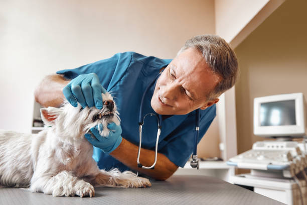Best Emergency Root Canal Treatment in State College, PA